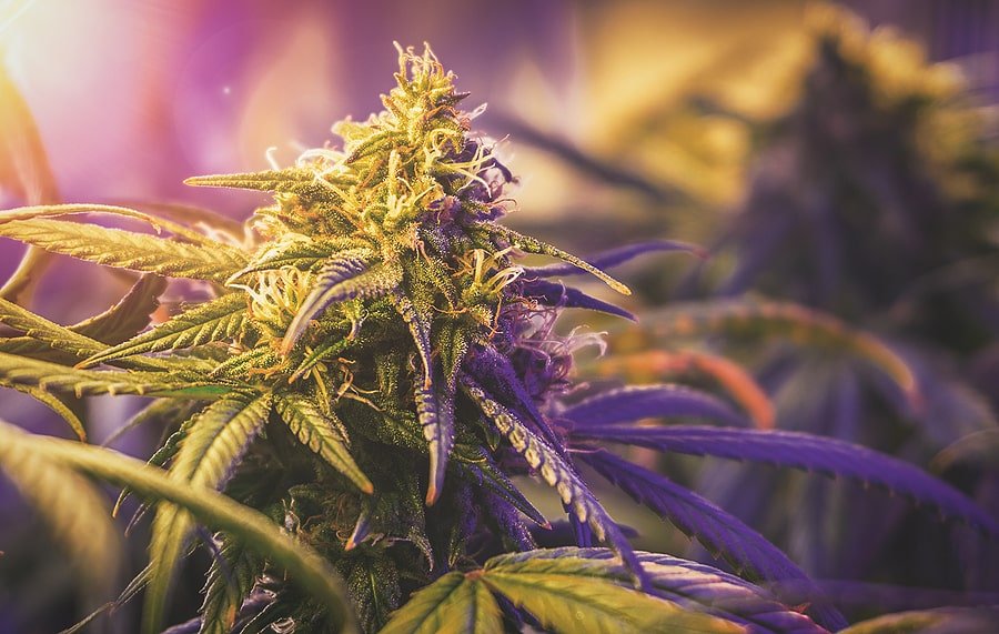 Types-of-Marijuana-Flower