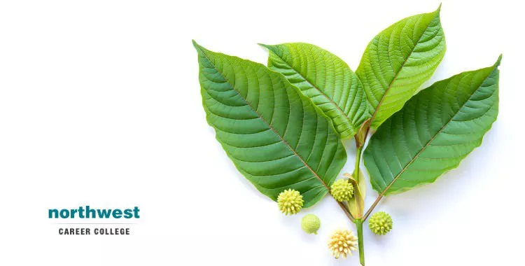 What Is Kratom Leaf? | Northwest Career College
