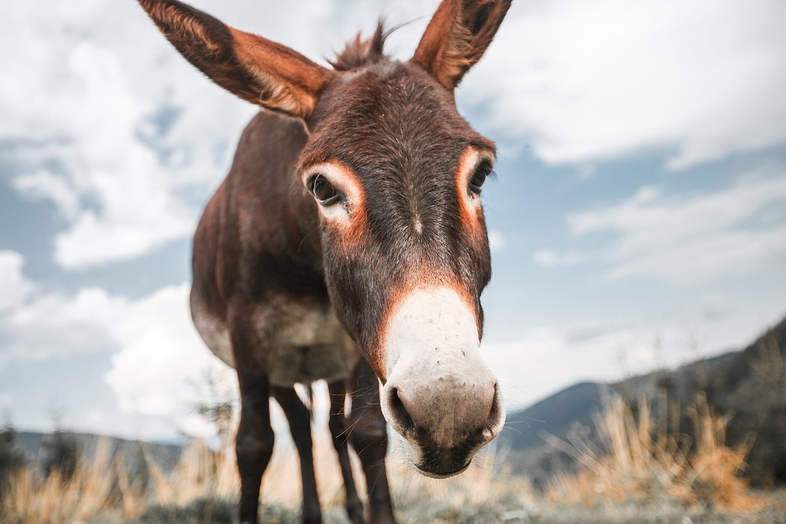 Donkeys Are The Ones With Real Horse Sense, Vet Says – Texas A&M Stories