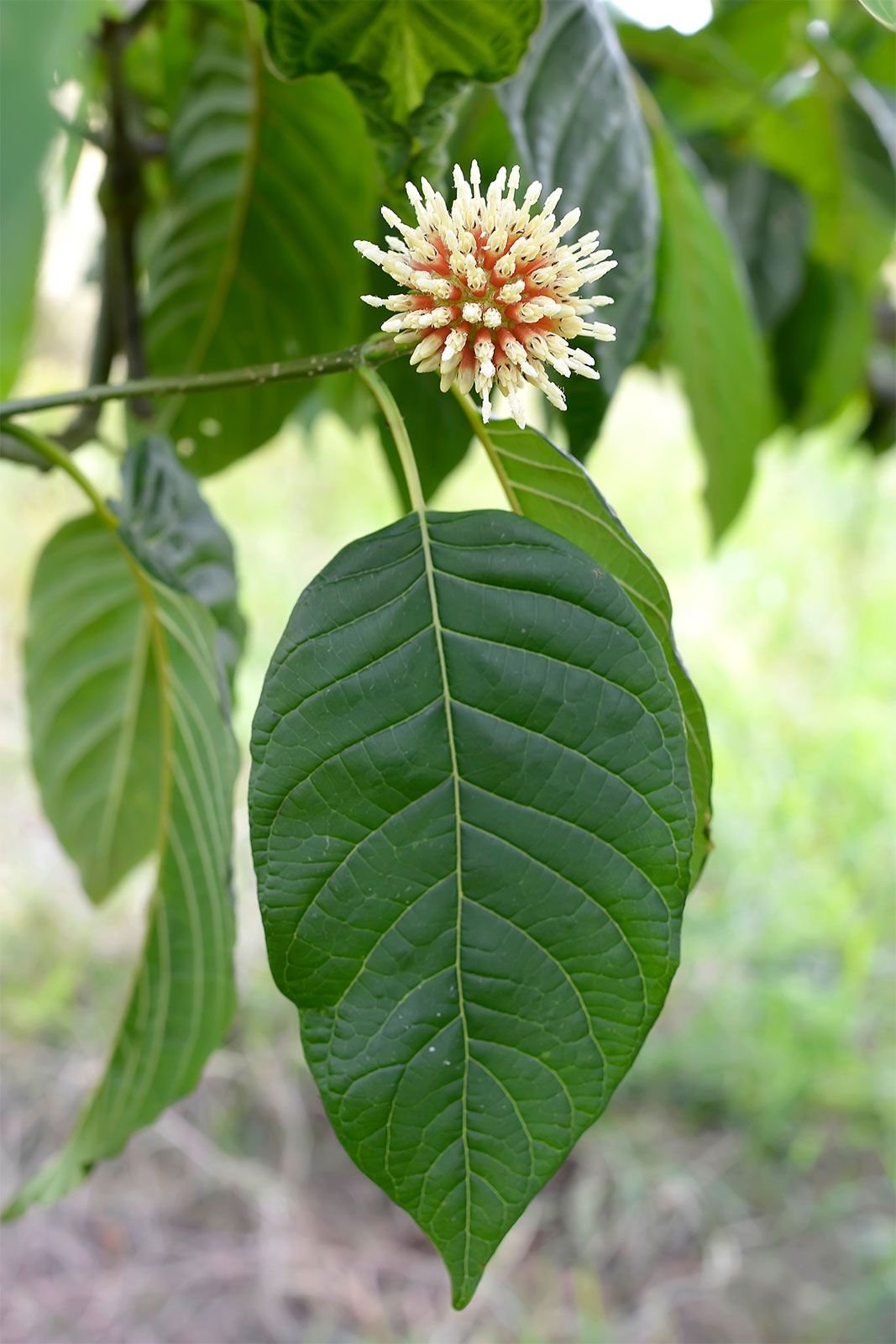 Kratom | Plant, Drug, Effects, Use, Legality, & Facts | Britannica