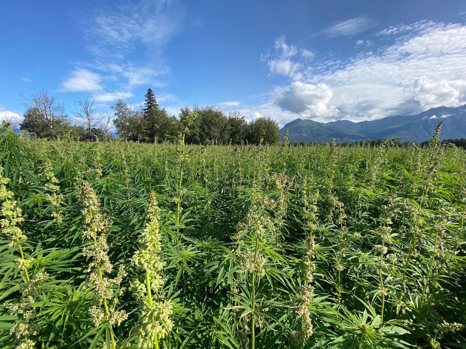 Alaska Hemp Processing