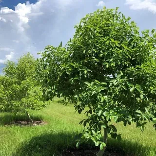 ENH1389/EP653: Kratom: Botanical Insights and Cultivation Practices for a  Conspicuous Medicinal Tree Species