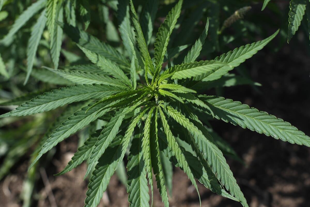 California hemp processing image