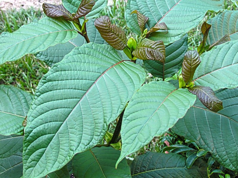 Kratom - Food Source Information