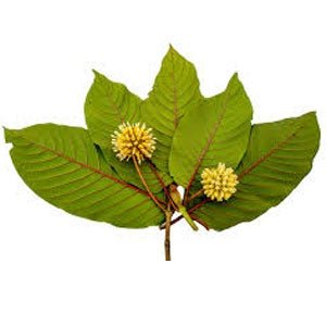 Kratom Calls Skyrocket to Nation's Poison Centers - Medicine in Motion News