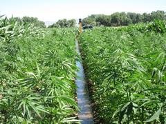 Hemp Payment Processing in Colorado