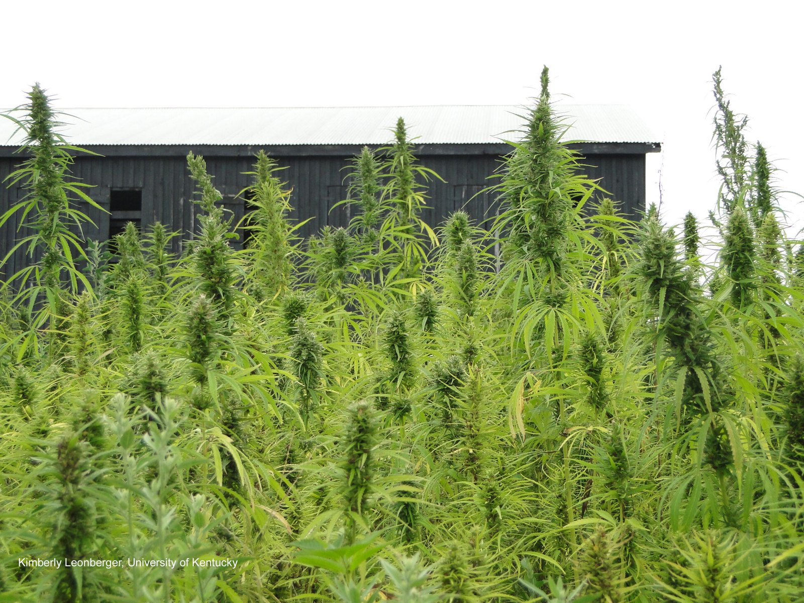 Hemp industry in Kentucky