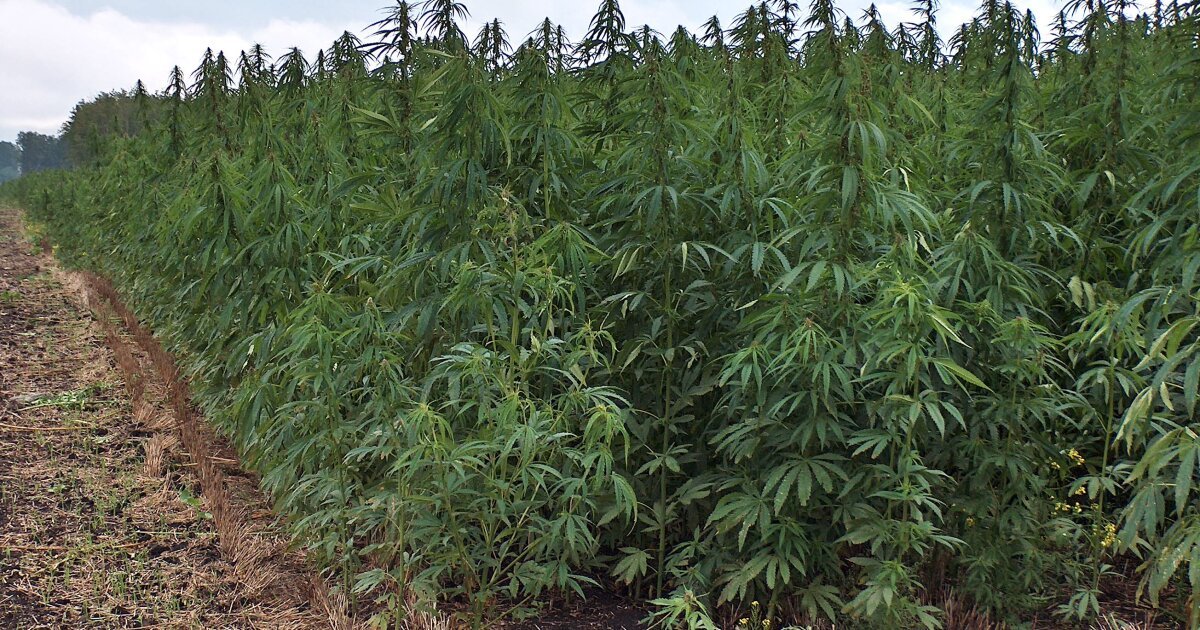 Hemp Processing in Arizona