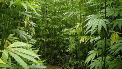 Hemp Processing in Delaware