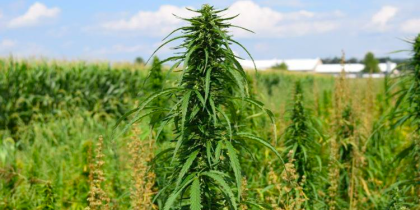 Hemp Processing in Georgia