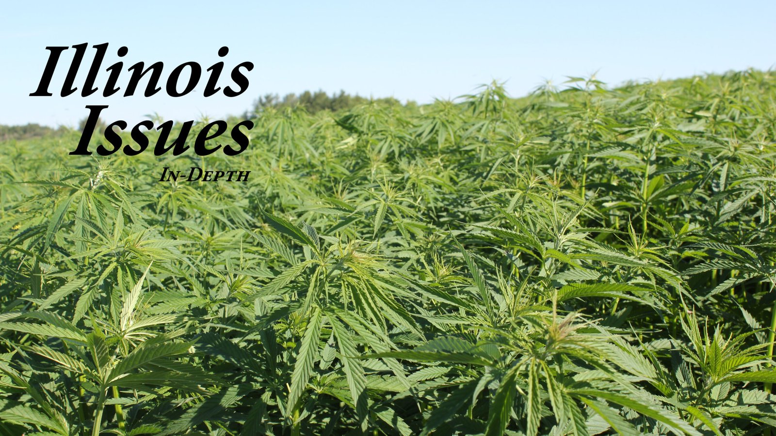 Hemp Processing in Illinois