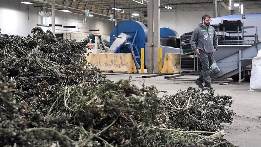 Hemp Processing in Minnesota