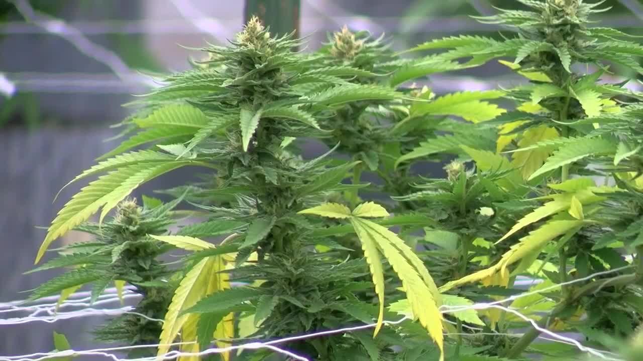 Hemp Processing in Mississippi