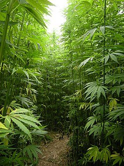 Hemp trees
