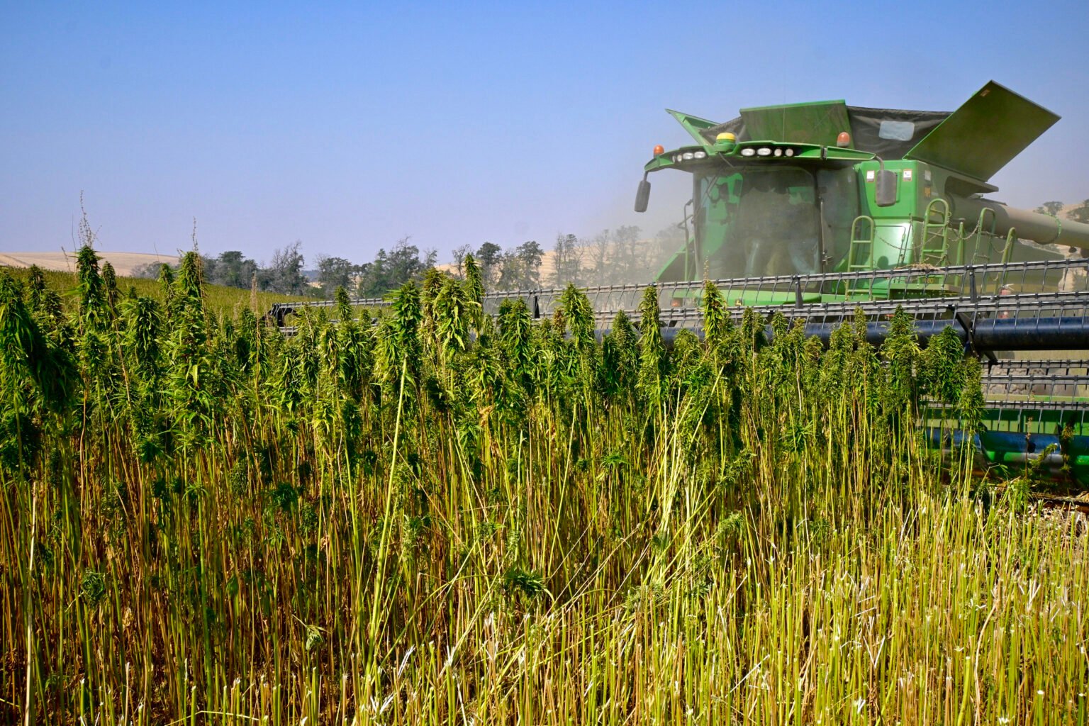 Hemp fields in Idaho