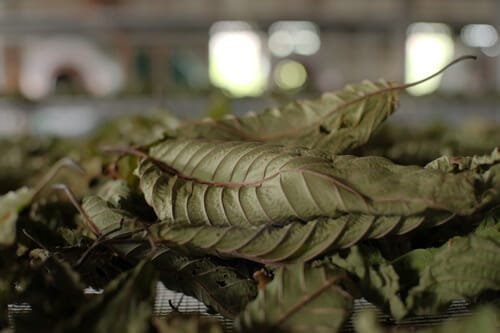 Dried Kratom Leaves