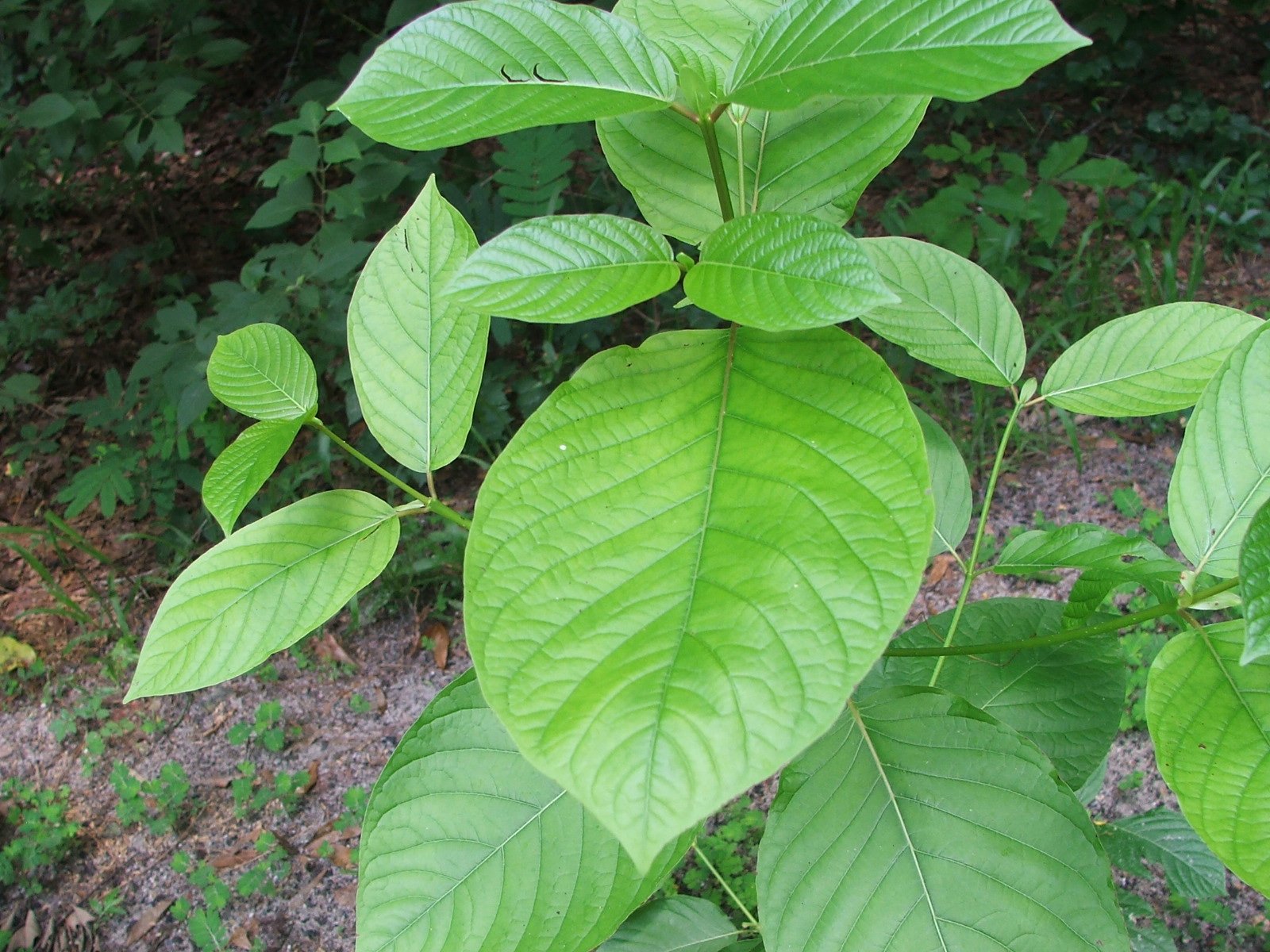 Kratom Leaves