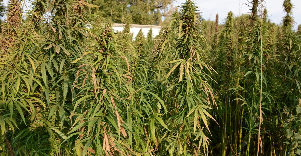 North Dakota Hemp Payment Processing