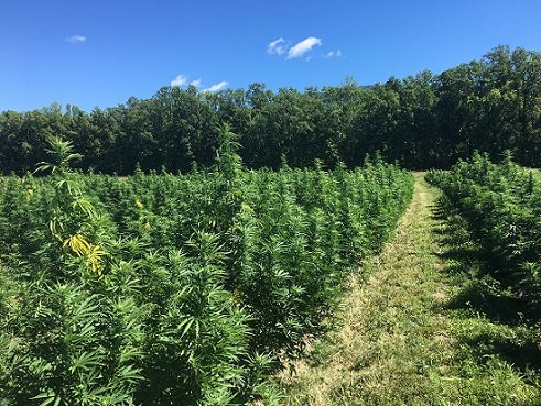 Vermont Hemp Payment Processing